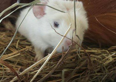 A white rat in a nest