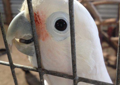 A white parrot putting its beak outside the cage