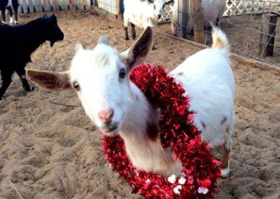 A white goat with a red tinsel wreath around its neck standing in a pen with other goats in the background