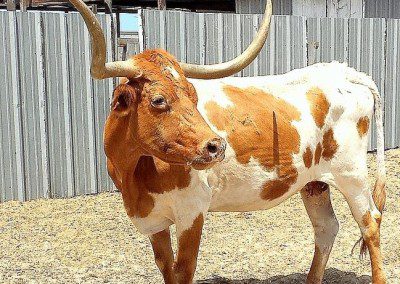 A brown cow with long horns on its head