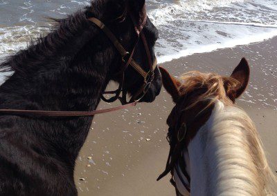 A block horse and brown horse standing on the seaside