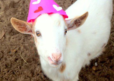 A goat wearing a pink party hat with heart decorations.