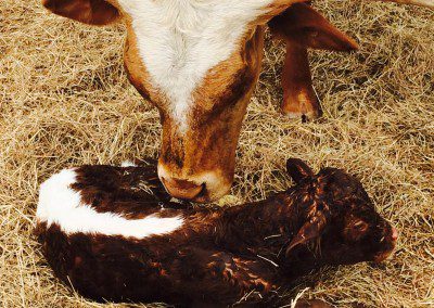 A cow stands by its newborn calf in a farmyard.