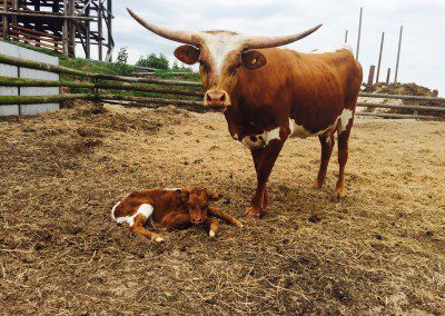 A cow stands by its newborn calf in a farmyard.