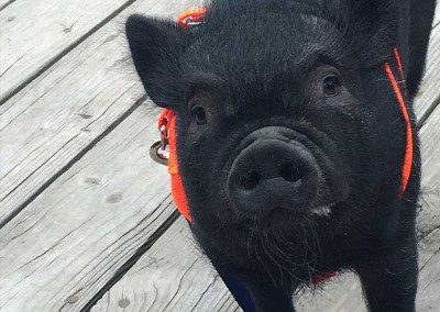 A black pig with red belt on neck