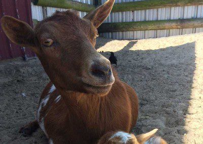 A brown and white goat resting on the ground.