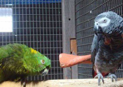 A green parrot and a grey parrot perched side by side with the grey parrot appearing to gaze at something out of frame.