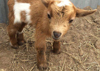 A Brown Calf