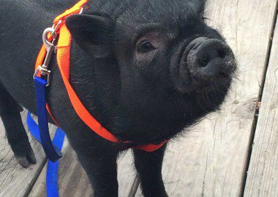 A black pig with red belt on neck