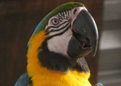 south padre island petting barn - parrot